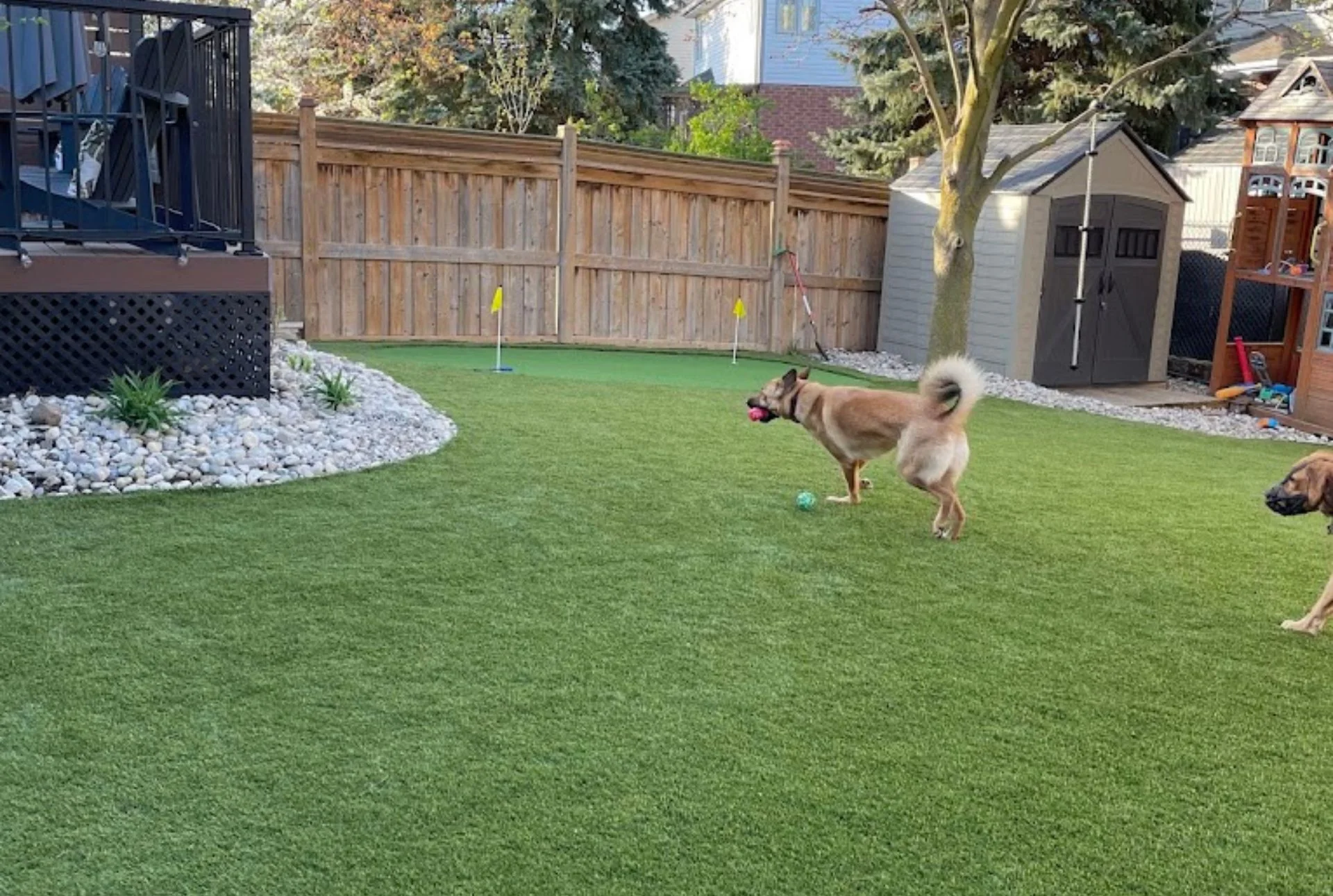 Backyard turf with landscaping